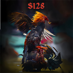 Đá gà S128